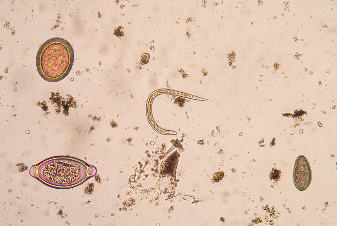 Stade larvaire des parasites sous-cutanés