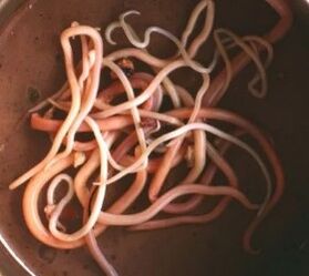 Parasites intestinaux