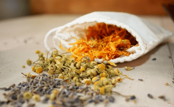 Herbes contre les vers chez les adultes