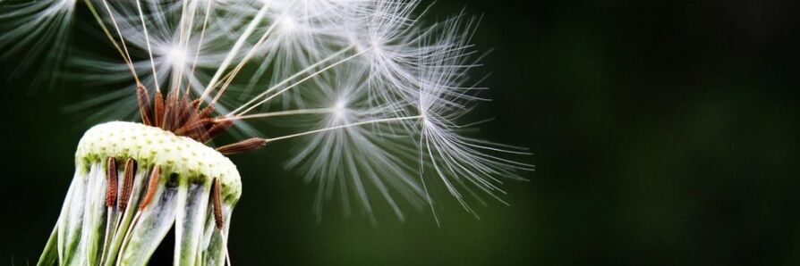 Pissenlit contre les vers