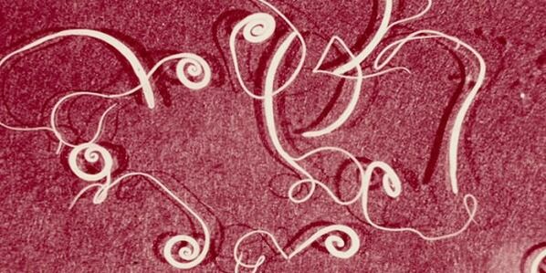 Photo de parasites humains