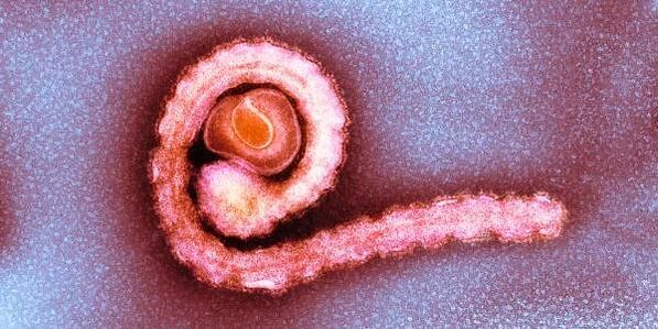 Ténia nain dans le corps humain